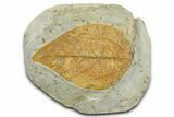 Colorful Fossil Leaf (Beringiaphyllum?) - Montana #377910-1